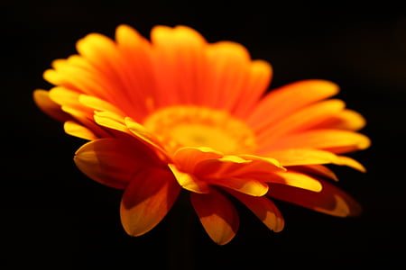 Глубина резкости, оранжевый, цветок