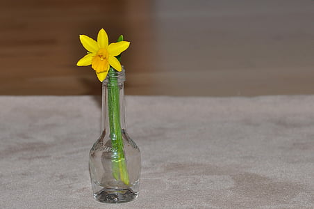 Narcisa, rumena, cvet, cvet, cvet, rastlin, spomladi cvet