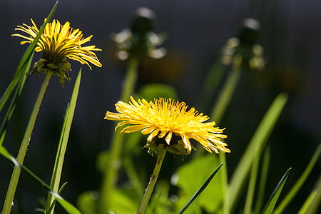 tilt, lens, yellow, flowers, flower, summer, Common Dandelion