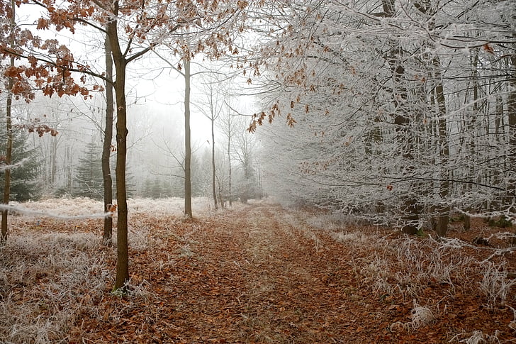 camí del bosc, l'hivern, bosc, distància, natura, hivernal, sender