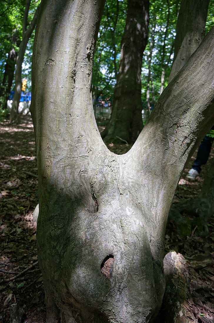arbre, tronc, forma de v, verd, natura, Parc, escorça d'arbre