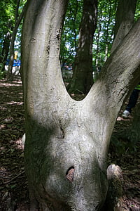 δέντρο, κορμός, σχήμα v, πράσινο, φύση, Πάρκο, φλοιός δέντρου