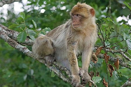 mono de Barbary, mono de viejo mundo, primates, Pavía como, omnívoro, montañas, Gibraltar