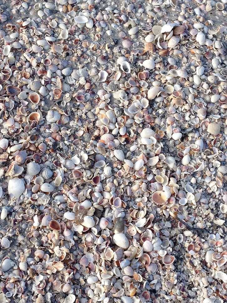 shells, seashore, beach, vacation, seashell, ocean, holiday
