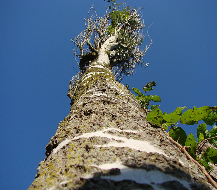 tree, trunk, sky, perspective, blue, landscape, nature