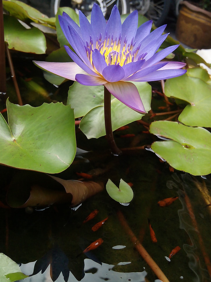 folha de lótus, Lótus, plantas de água, flores, Lago de lótus, Lótus Púrpura, bacia de lótus