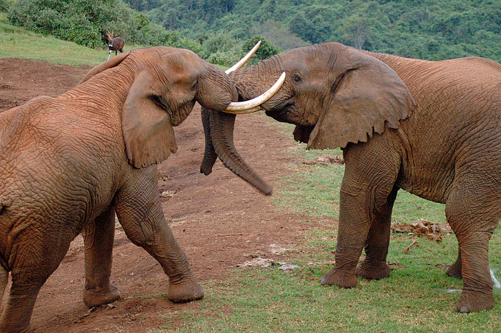 sloni, Afrika, parku Aberdare, Keňa