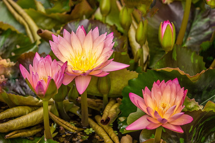Lotus, vedessä kasvien, vesi nousi, lootuskukka, Luonto, Blossom, Bloom