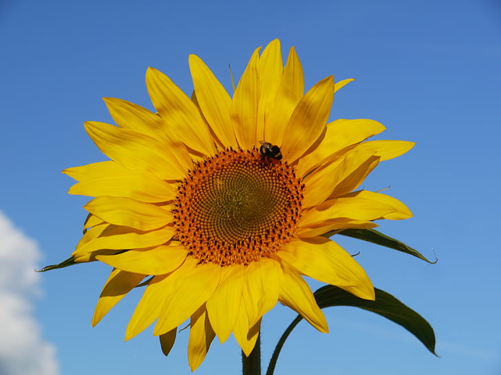 bunga matahari, Blossom, mekar, dari depan, cerah, musim panas, kuning