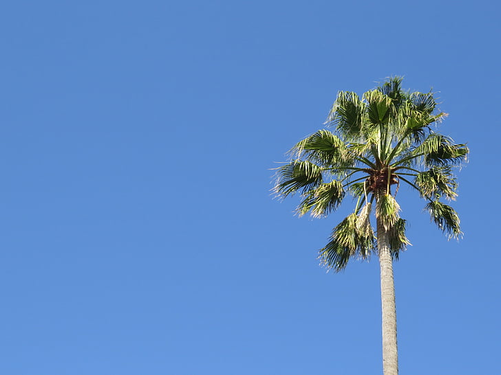 verde, Palm, árvore, azul, céu, árvores, palmas das mãos