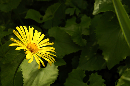 flor, planta, natureza, verde, amarelo, closeup