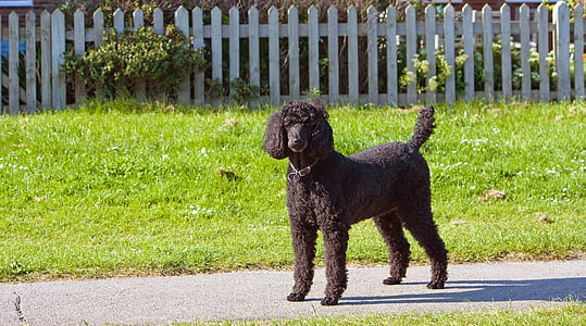 Poodle estándar, Caniche, negro, perro, canino, mascota, animal