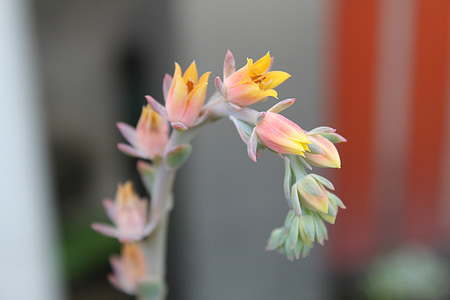 stone 蓮, flower, plant