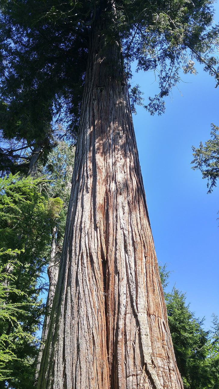 Giant, Douglas fir, natur