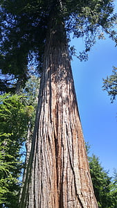 raksasa, Douglas fir, alam