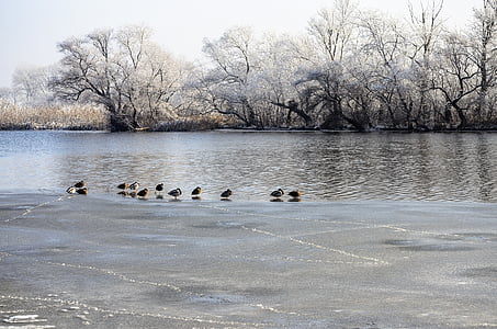 vinter, floden, fågel, naturen, vatten, fauna, kalla