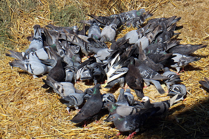 pigeons, swarm, eating, feather, plumage, birds, spring dress