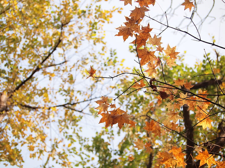 autumnal leaves, sunbeams, autumn, fall of japan, japan, maruyama park, colorful