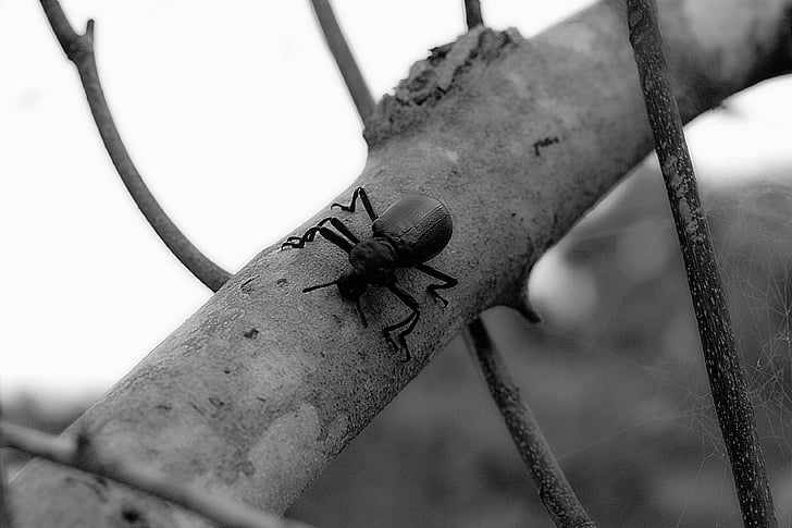 scarab, insect, forest, nature, tree, black and white, macro
