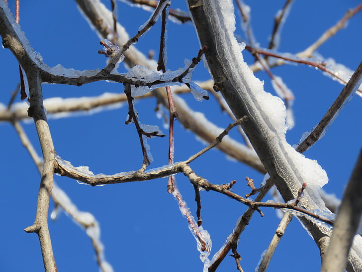 inverno, neve, ghiaccio, albero di Linden, rami, Ottawa