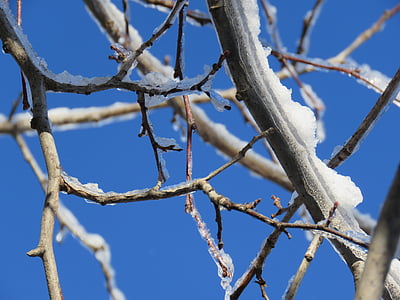 winter, snow, ice, linden tree, branches, ottawa