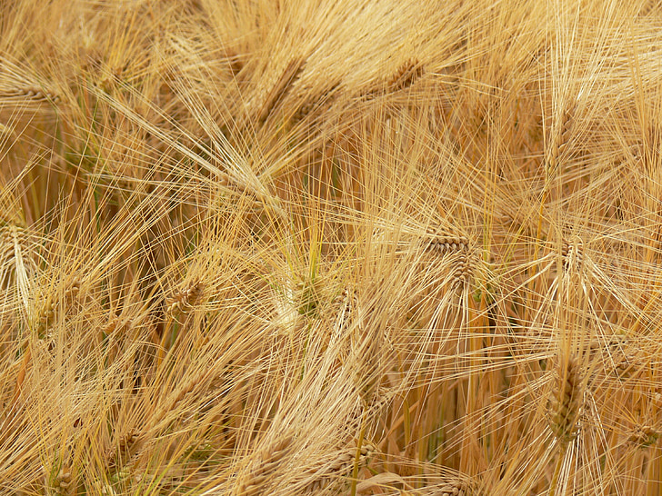 agriculture, spike, grain, food, arable, wheat field, plant