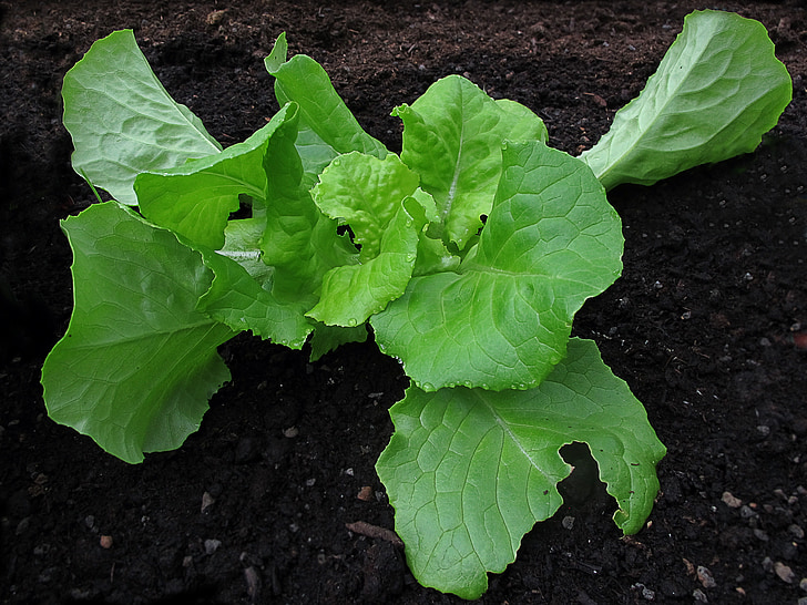 salad, lettuce, leaf lettuce, lactuca sativa, frisch, greenhouse, green