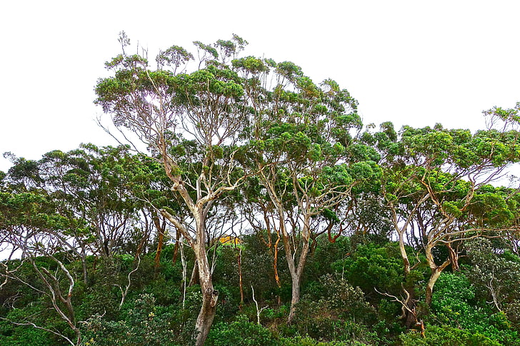 pohon, Gumtree, Eucalyptus, Australia, permen karet, alam, asli