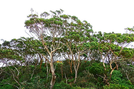 stromy, Gumtree, eukalyptus, Austrálie, dáseň, Příroda, nativní