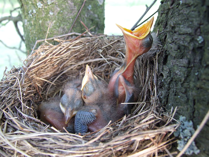 nest, bird, beak, blackbird