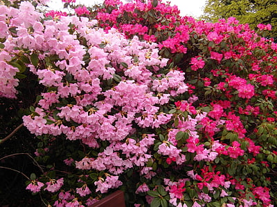 Rhododendron, Japanse tuin, bloemen, lente, plant, roze, rood