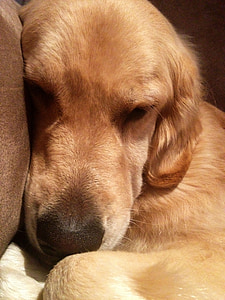 ospalý, pes, lenivý, odpočíva, Zlatý retríver, cicavec, zviera