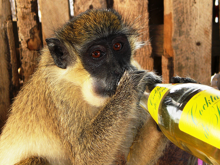 Gambia, Monkey, limonáda fľaša, Afrika, zvieratá, Príroda