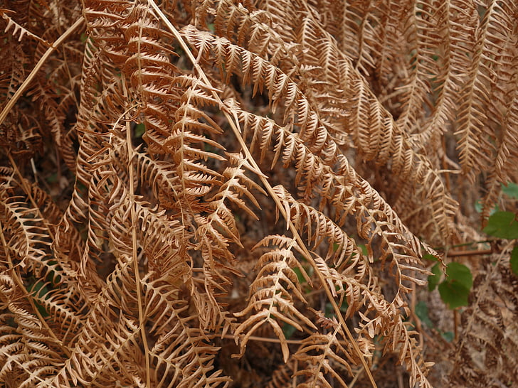 fern, dry, heat, withers, wither, summer, plant