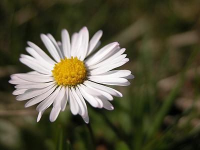 Daisy, bunga, musim semi, putih, kuning, bunga putih, makro