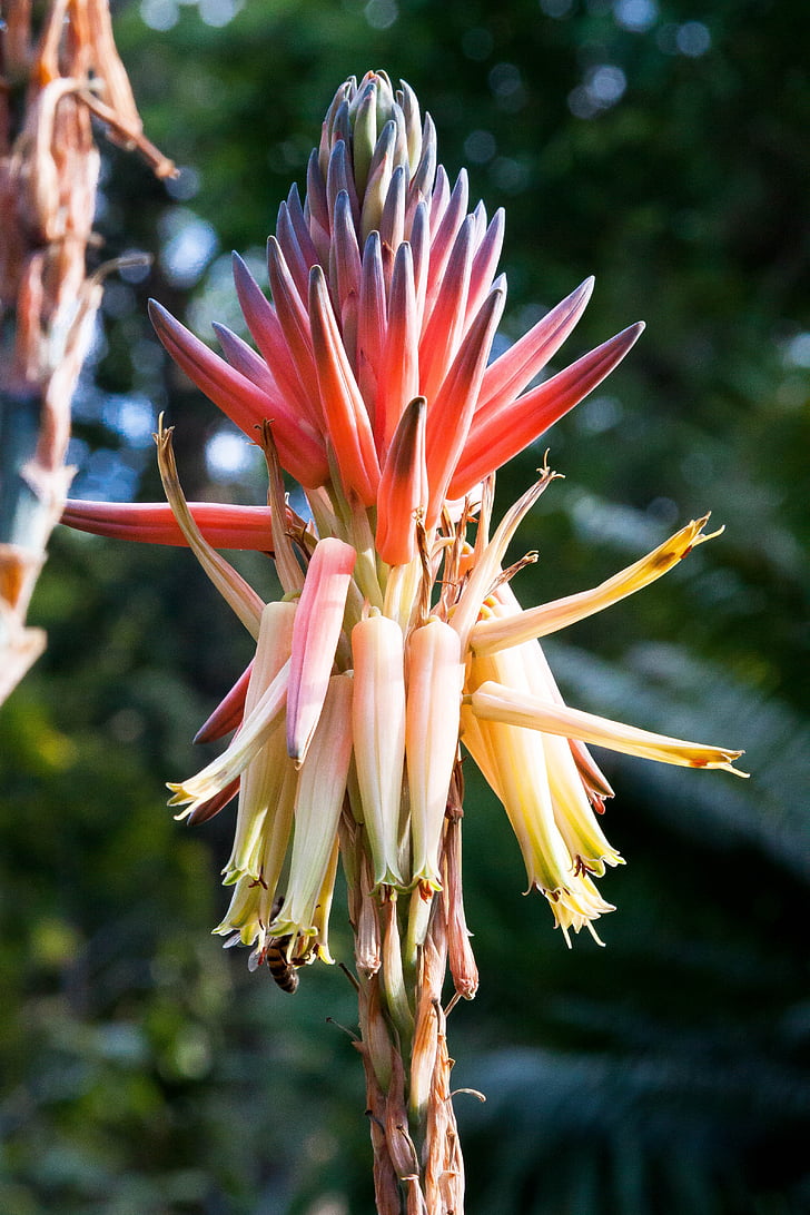 Ochna Aloe, flor, floración, Inflorescencia, amarillo, verde, rojo