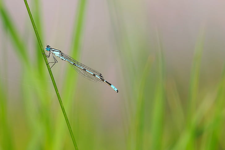 insect, dragonfly, nature, summer, grass, animal, outdoors