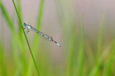 insect, Dragonfly, natuur, zomer, gras, dier, buitenshuis