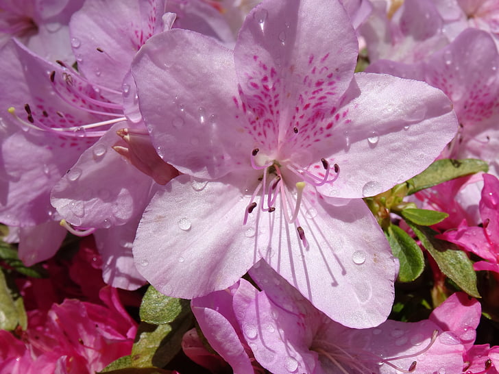 национальные Рододендрон сады, Виктория, сезон, Азалия, розовато-лиловый, MT dandenong, яркие