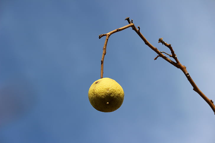 lemon, branch, sky
