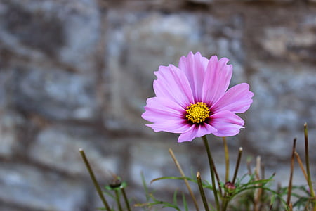 flower, pink, nature, pink flowers, floral, plant, spring