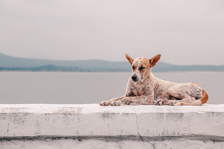 Redbone, Coonhound, pes, zvíře, Já?, Psí, domácí zvíře