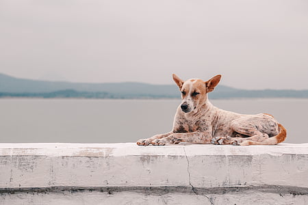 Redbone, Coonhound, hunden, dyr, sjøen, hjørnetann, Pet dyr