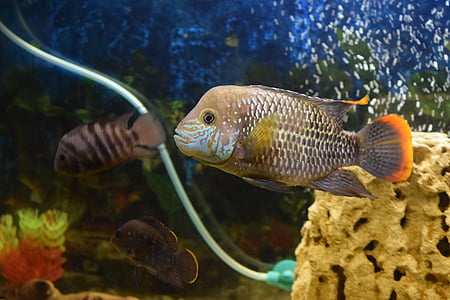 fish, aquarium, acar, piranha, water, predator, sea