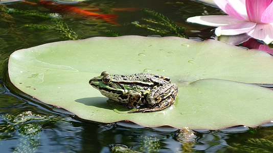 青蛙, 池塘, 动物, 绿色, 自然, 水百合, 野兽
