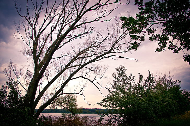 arbre, Lac, coucher de soleil, eau, nature, surface, Dim