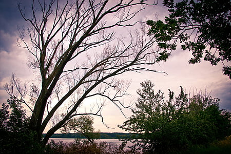 arbre, Lac, coucher de soleil, eau, nature, surface, Dim