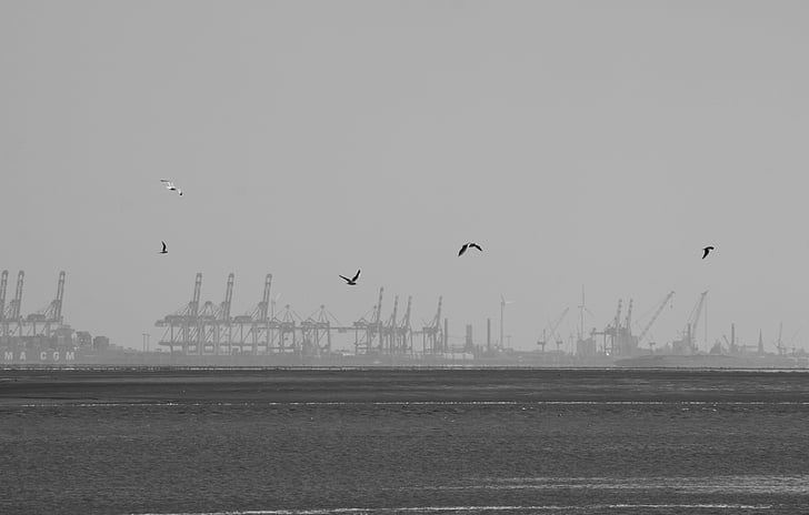 burung camar, Bremerhaven, Port, gelap, air, alam, norddeutshland