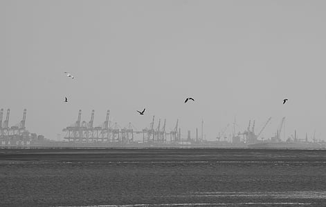 海鸥, 不莱梅港, 端口, 黑暗, 水, 自然, norddeutshland