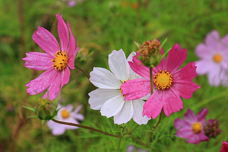 Θιβέτ, xinduqiao, gesanghua, λουλούδι, πανέμορφο, ροζ, λευκό